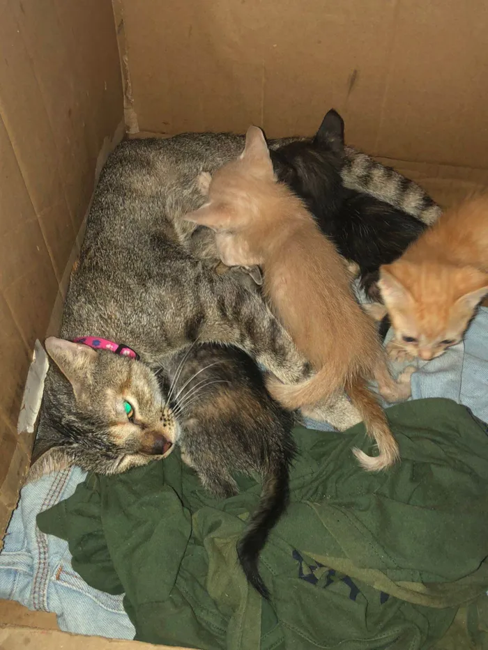 Gato ra a SRD-ViraLata idade 1 ano nome Lupita