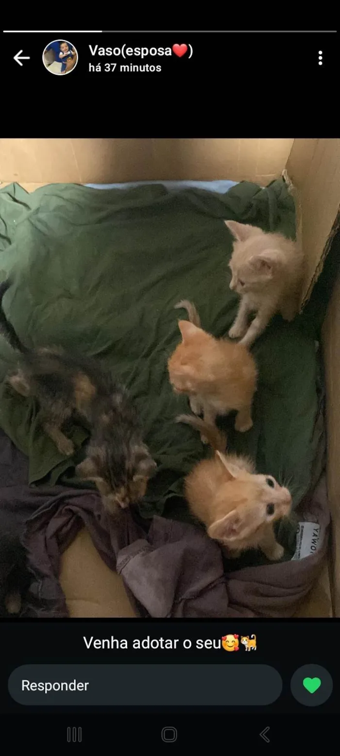 Gato ra a SRD-ViraLata idade 1 ano nome Lupita