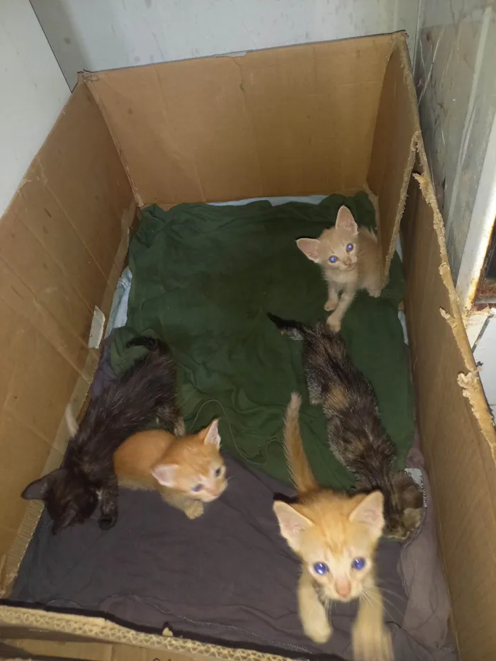 Gato ra a SRD-ViraLata idade 1 ano nome Lupita