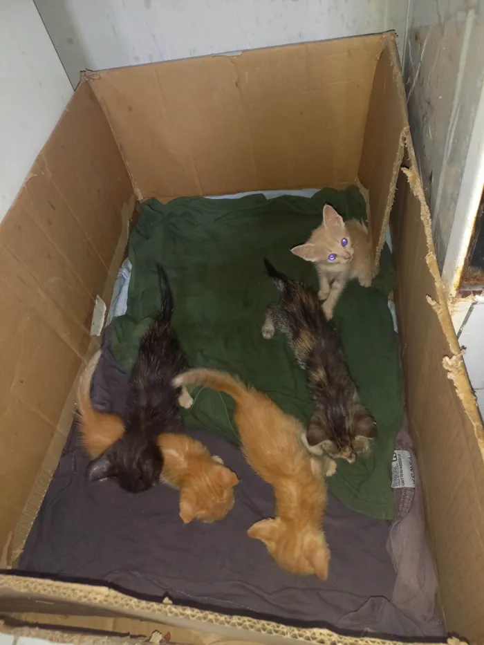 Gato ra a SRD-ViraLata idade 1 ano nome Lupita