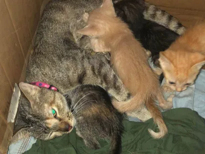 Gato raça SRD-ViraLata idade 1 ano nome Lupita