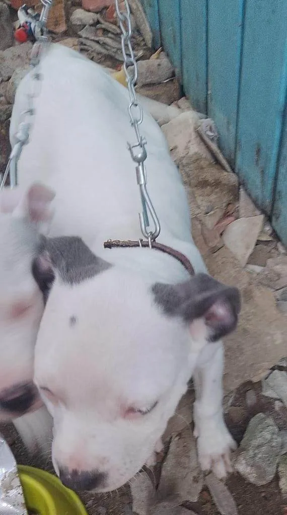 Cachorro ra a Pit-Bull idade Abaixo de 2 meses nome Lucas Siqueira da Silva 