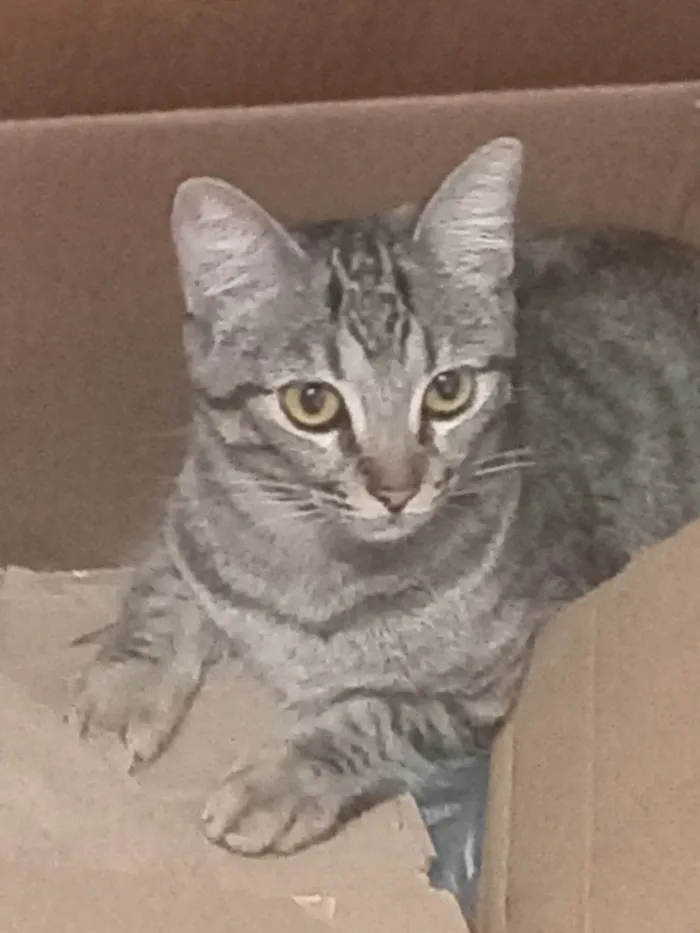 Gato ra a SRD-ViraLata idade 7 a 11 meses nome Sofi