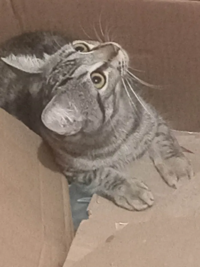 Gato ra a SRD-ViraLata idade 7 a 11 meses nome Sofi