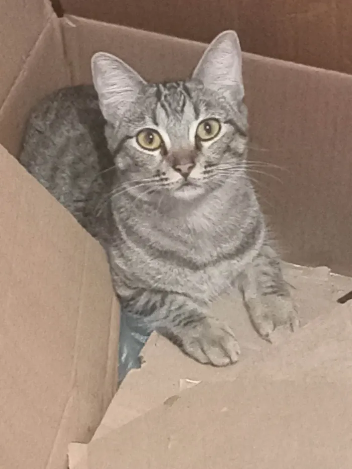Gato ra a SRD-ViraLata idade 7 a 11 meses nome Sofi
