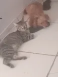 Pitoco