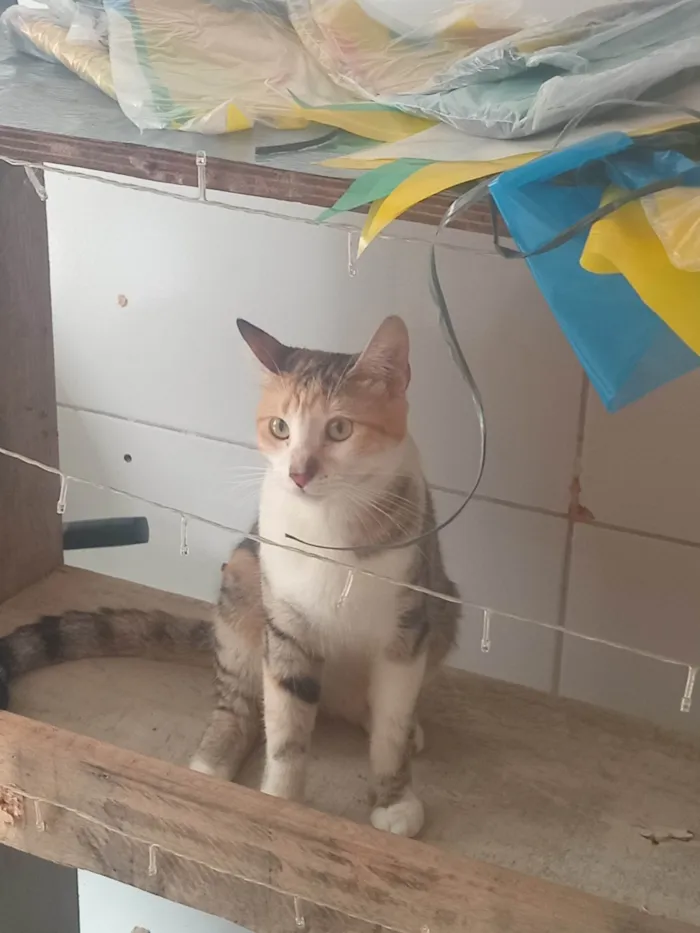 Gato ra a SRD-ViraLata idade 7 a 11 meses nome Yara