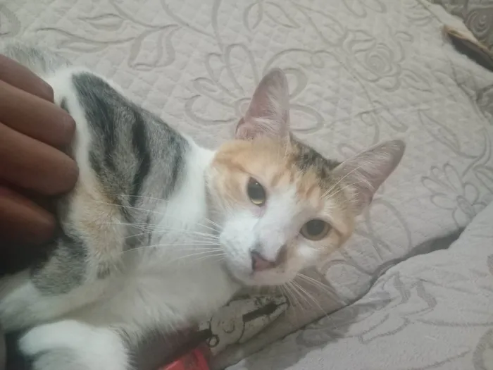 Gato ra a SRD-ViraLata idade 7 a 11 meses nome Yara