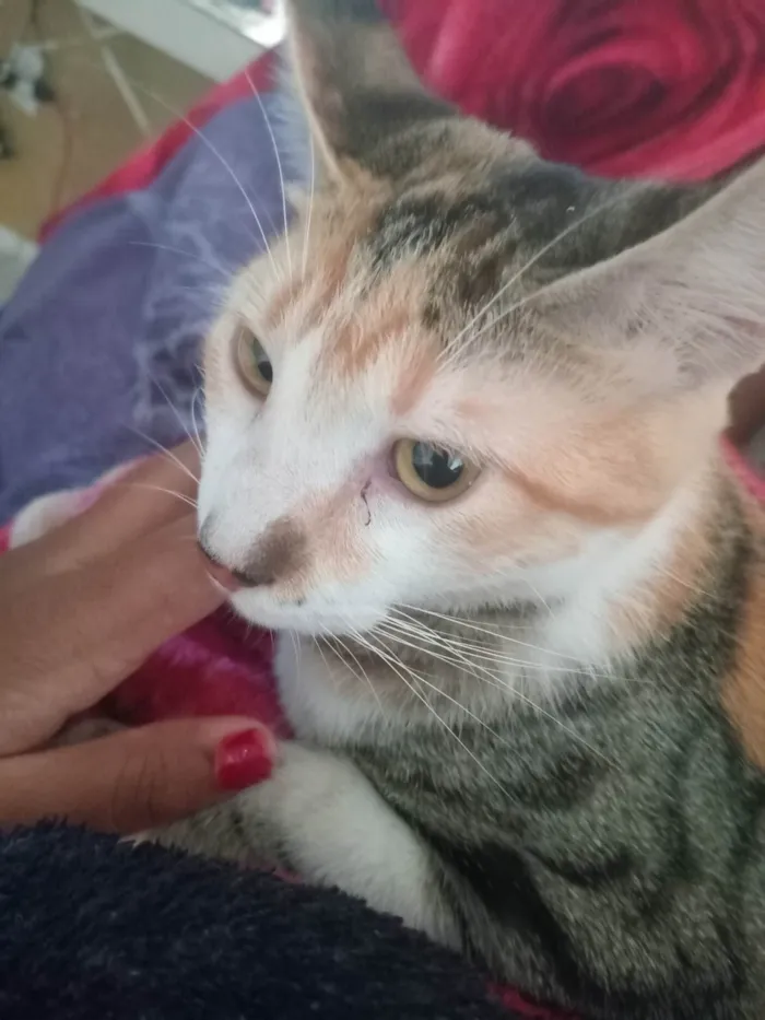 Gato ra a SRD-ViraLata idade 7 a 11 meses nome Yara