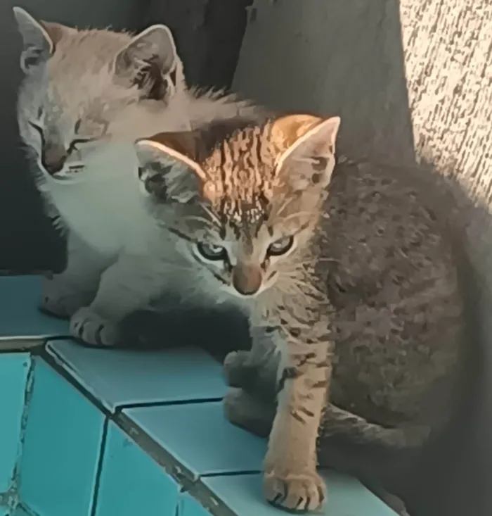 Gato ra a Angorá idade 2 a 6 meses nome Brilhosa e Gray 