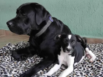 Cachorro raça SRD-ViraLata idade 1 ano nome Lucky 