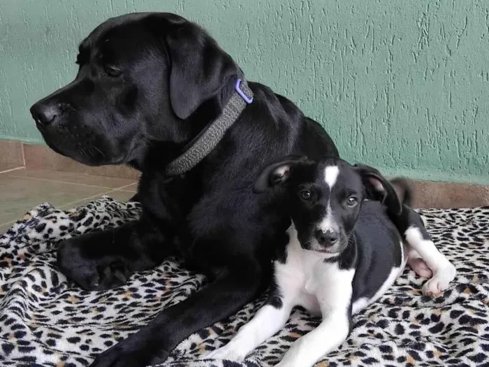 Cachorro ra a SRD-ViraLata idade 1 ano nome Lucky 