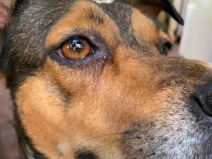 Cachorro raça SRD-ViraLata idade 4 anos nome Luna