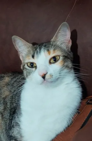 Gato raça SRD-ViraLata idade 2 anos nome Amora 