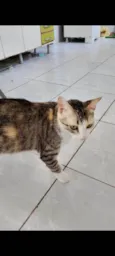 Amora 