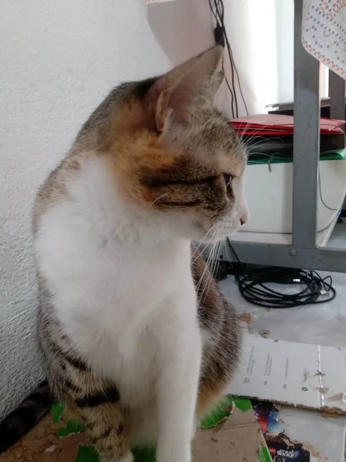 Gato ra a SRD-ViraLata idade 2 anos nome Amora 