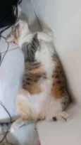 Amora 
