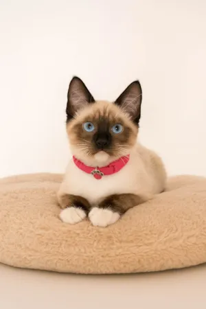 Gato raça SRD-ViraLata idade 2 a 6 meses nome Babi