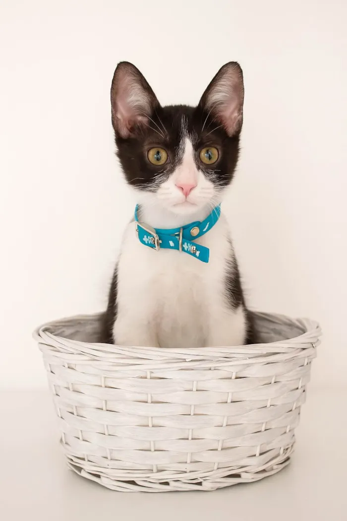 Gato ra a SRD-ViraLata idade 2 a 6 meses nome Fred