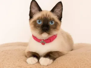 Gato raça SRD-ViraLata idade 2 a 6 meses nome Babi