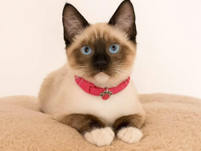 Gato ra a SRD-ViraLata idade 2 a 6 meses nome Babi