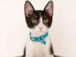 Gato raça SRD-ViraLata idade 2 a 6 meses nome Fred