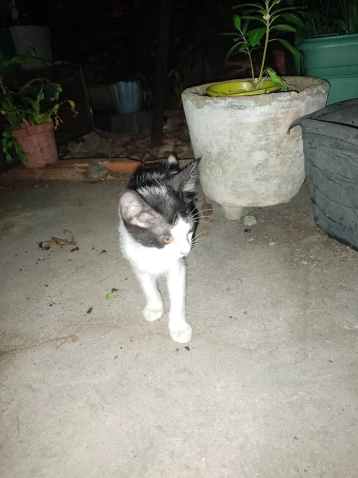 Gato raça SRD-ViraLata idade 2 a 6 meses nome Gato