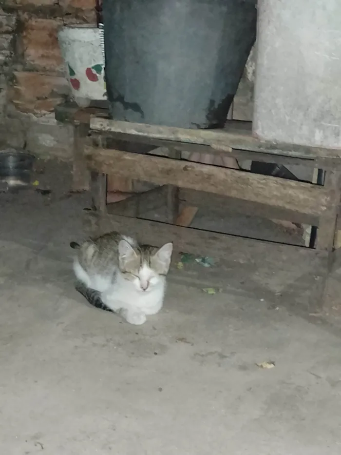 Gato raça SRD-ViraLata idade 2 a 6 meses nome Gato