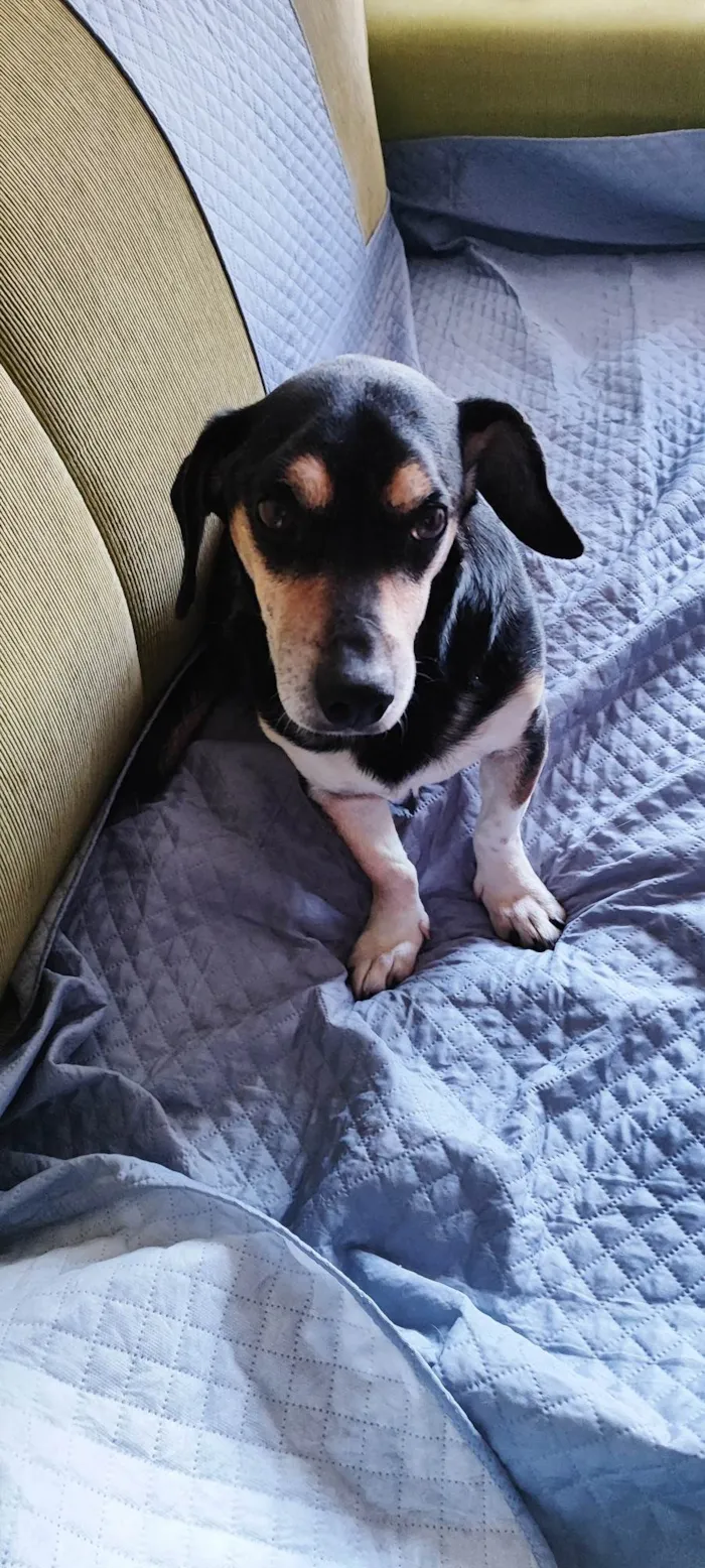 Cachorro ra a SRD-ViraLata idade 3 anos nome Sem nome 