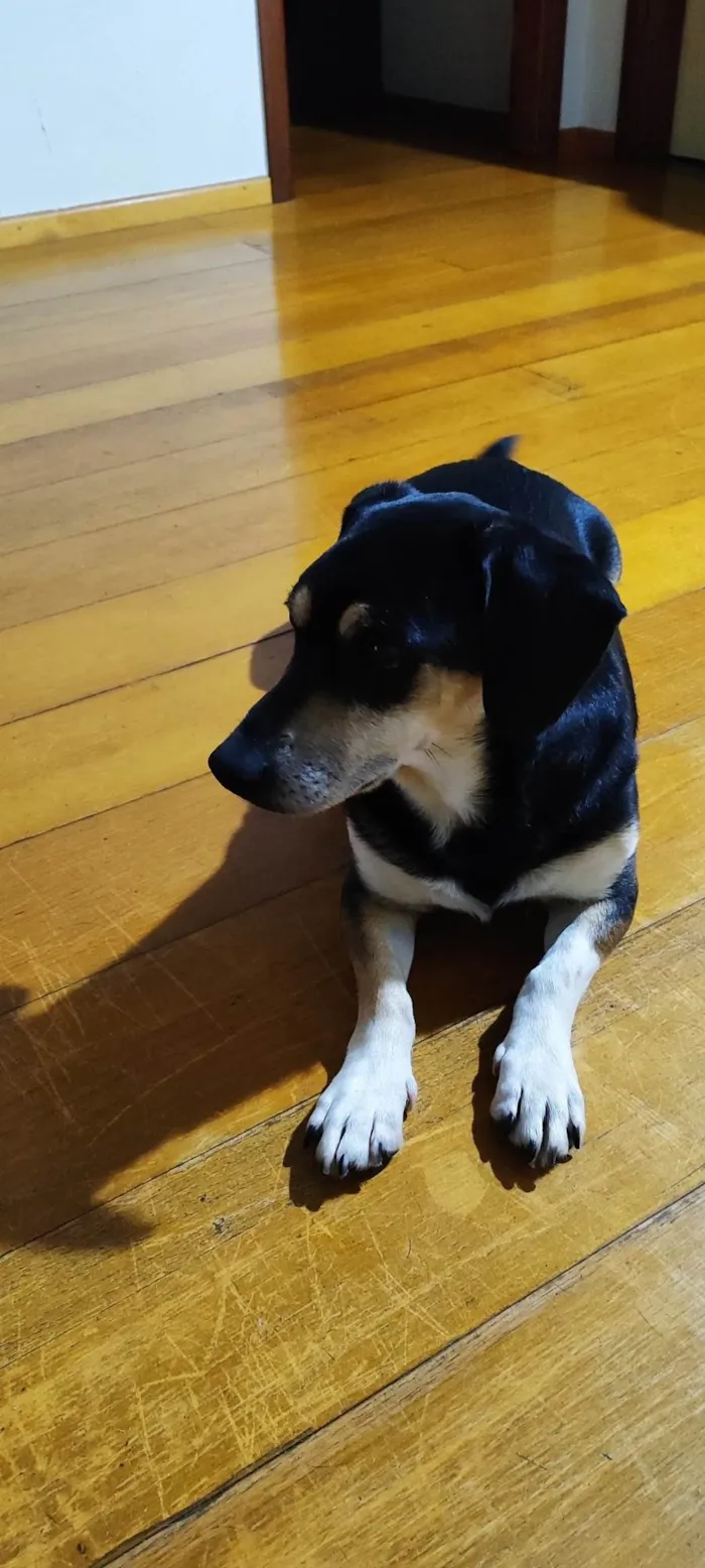 Cachorro ra a SRD-ViraLata idade 3 anos nome Sem nome 