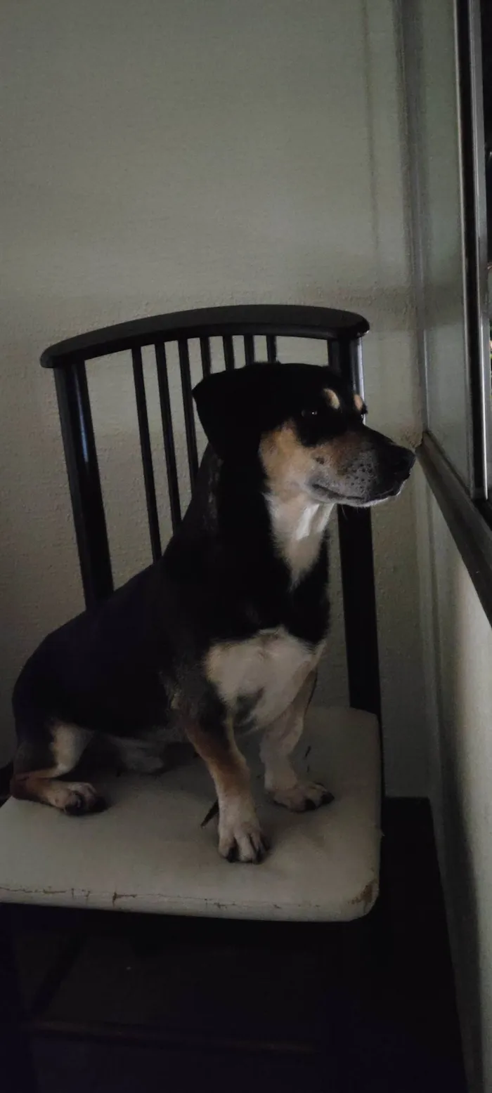Cachorro ra a SRD-ViraLata idade 3 anos nome Sem nome 