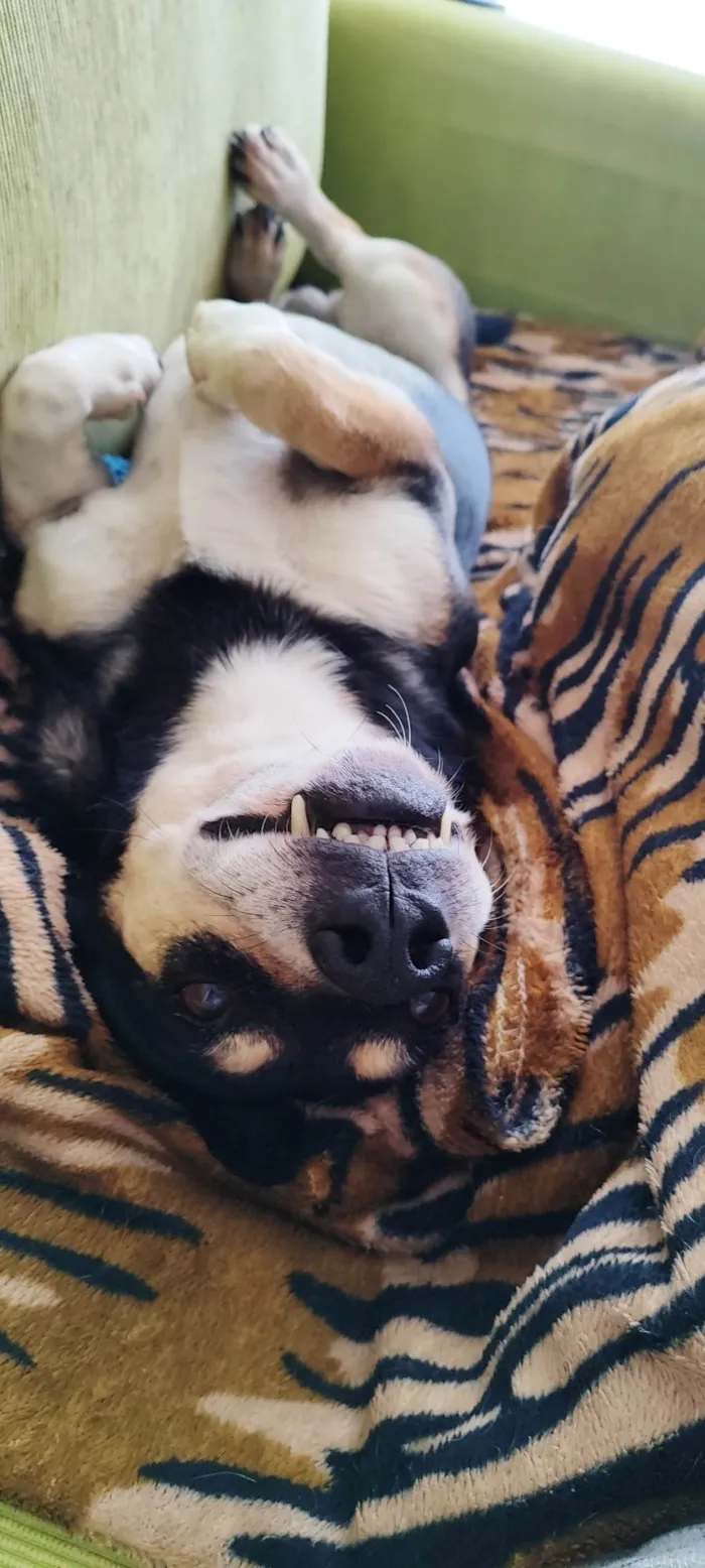 Cachorro ra a SRD-ViraLata idade 3 anos nome Sem nome 