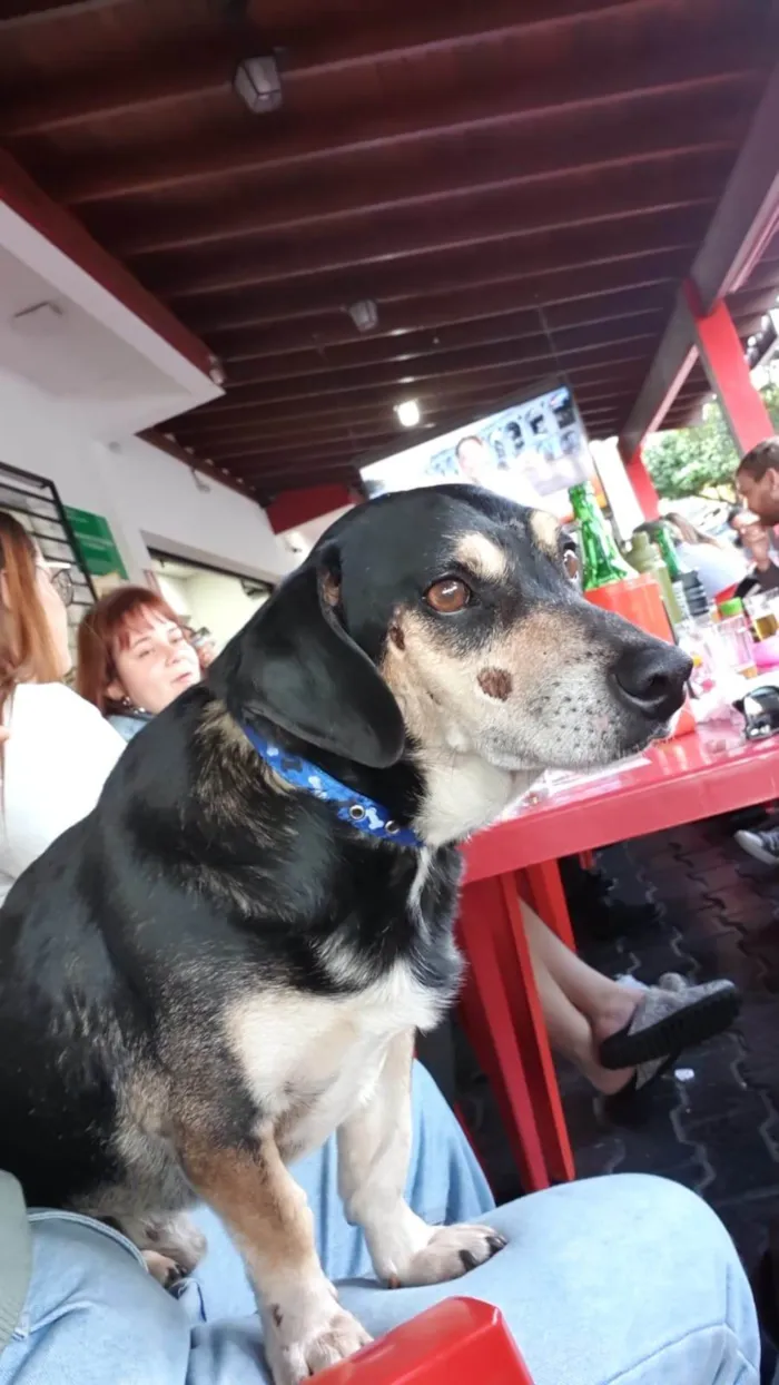 Cachorro ra a SRD-ViraLata idade 3 anos nome Sem nome 