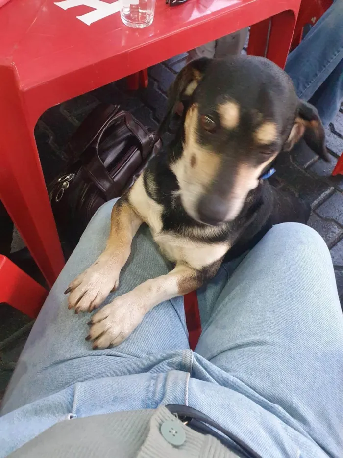 Cachorro ra a SRD-ViraLata idade 3 anos nome Sem nome 