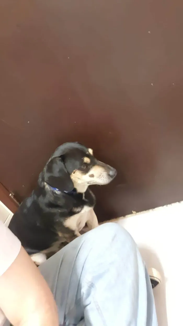 Cachorro ra a SRD-ViraLata idade 3 anos nome Sem nome 