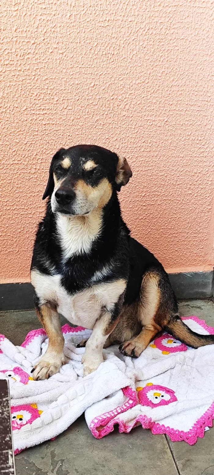 Cachorro ra a SRD-ViraLata idade 3 anos nome Sem nome 