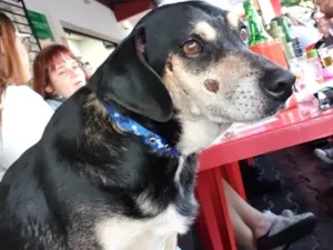 Cachorro raça SRD-ViraLata idade 3 anos nome Sem nome 
