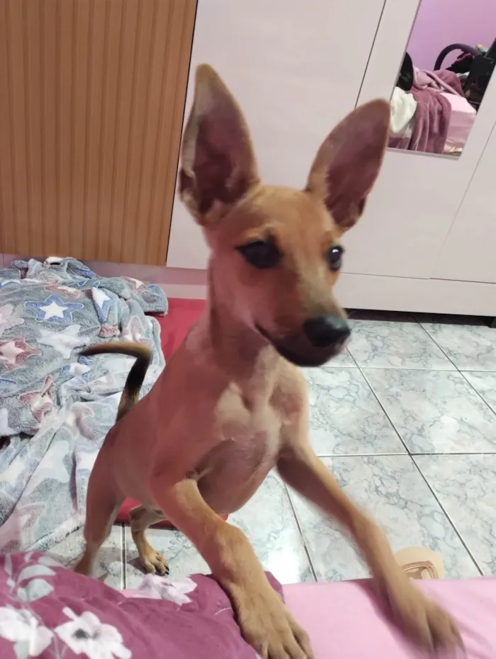 Cachorro ra a SRD-ViraLata idade 2 a 6 meses nome Maria flor 