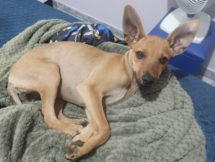Cachorro ra a SRD-ViraLata idade 2 a 6 meses nome Maria flor 