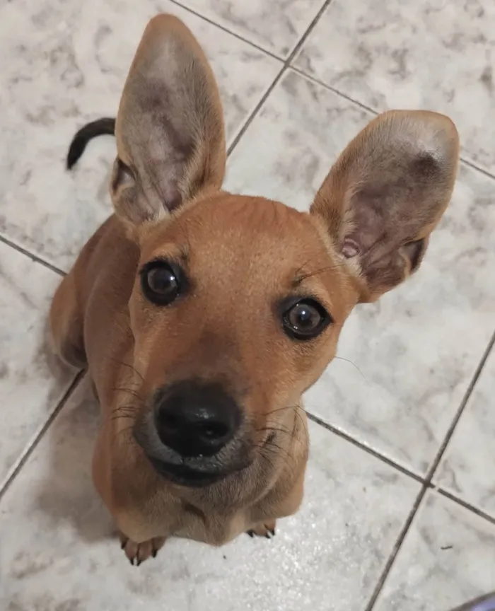 Cachorro ra a SRD-ViraLata idade 2 a 6 meses nome Maria flor 