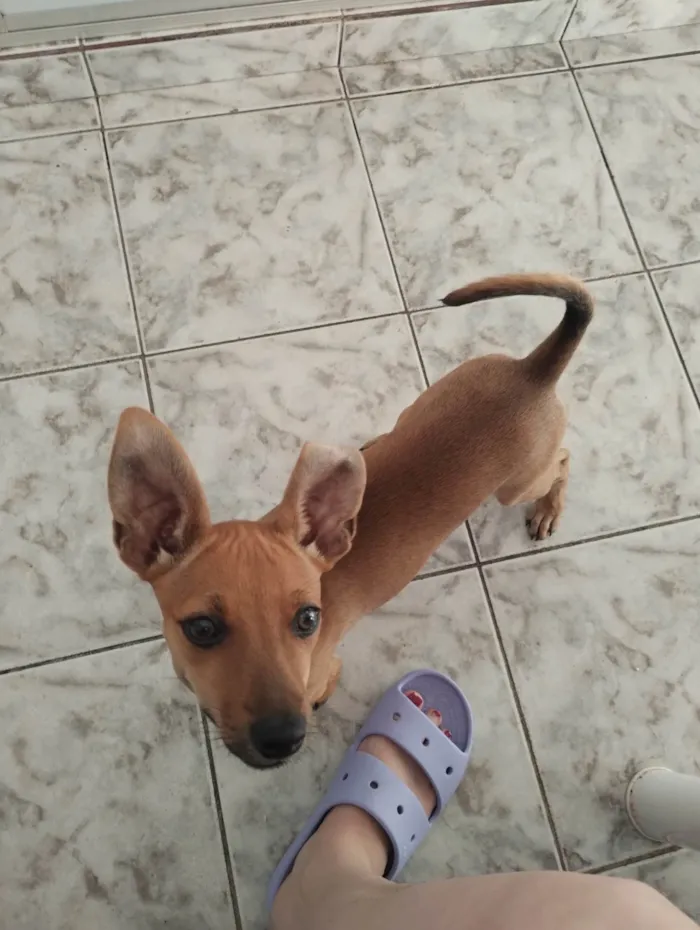 Cachorro ra a SRD-ViraLata idade 2 a 6 meses nome Maria flor 