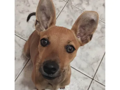 Cachorro raça SRD-ViraLata idade 2 a 6 meses nome Maria flor 