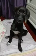 Brisa