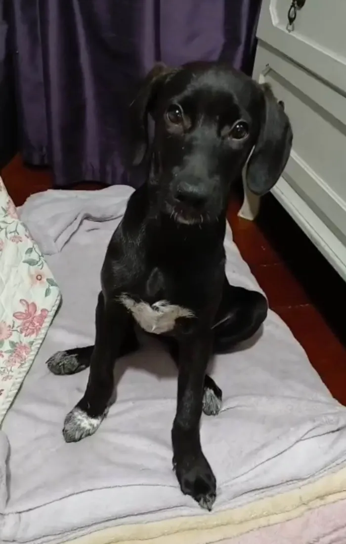 Cachorro ra a SRD-ViraLata idade 2 a 6 meses nome Brisa