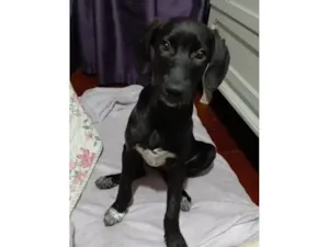 Cachorro raça SRD-ViraLata idade 2 a 6 meses nome Brisa