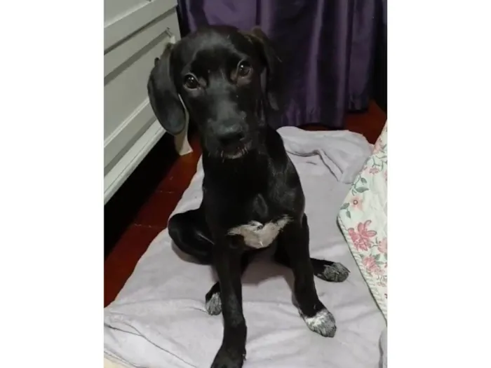 Cachorro ra a SRD-ViraLata idade 2 a 6 meses nome Brisa