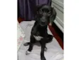 Brisa