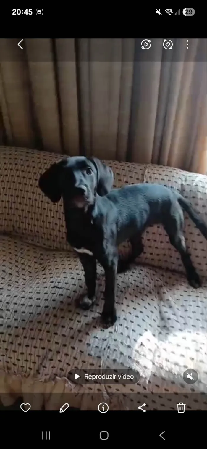 Cachorro ra a SRD-ViraLata idade 2 a 6 meses nome Brisa