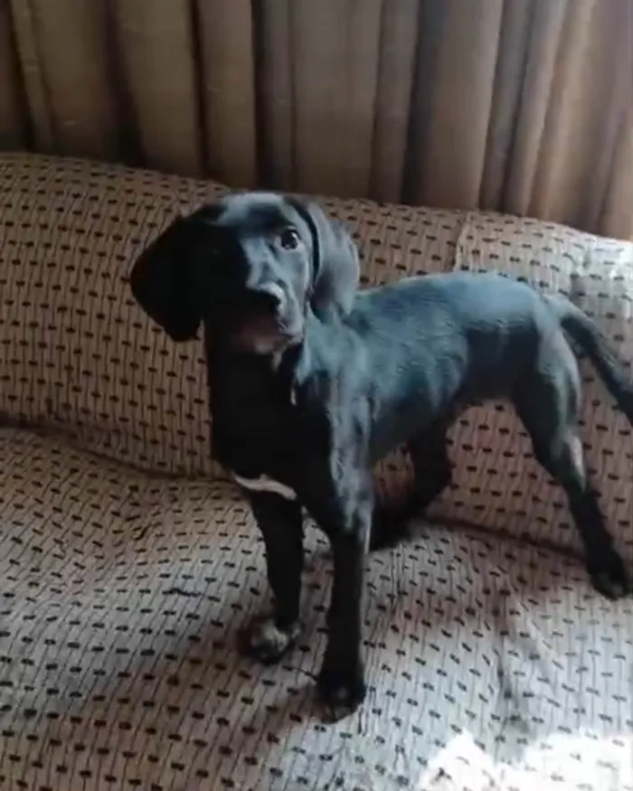 Cachorro ra a SRD-ViraLata idade 2 a 6 meses nome Brisa