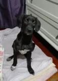 Brisa